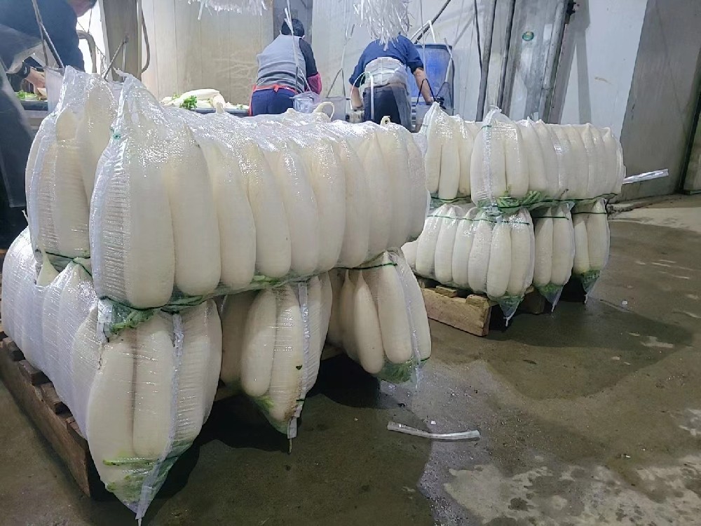 高山白蘿卜，開啟新奔赴